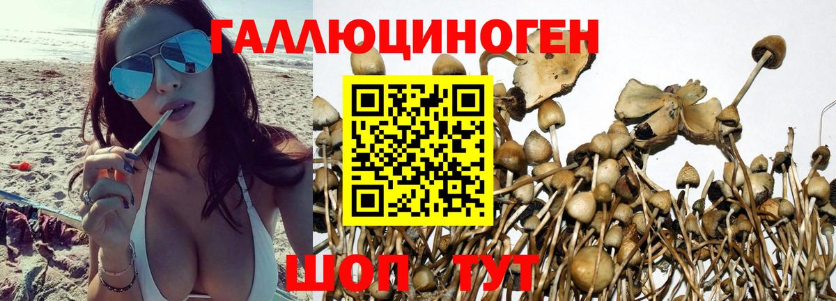 Галлюциногенные грибы Psilocybe Назрань