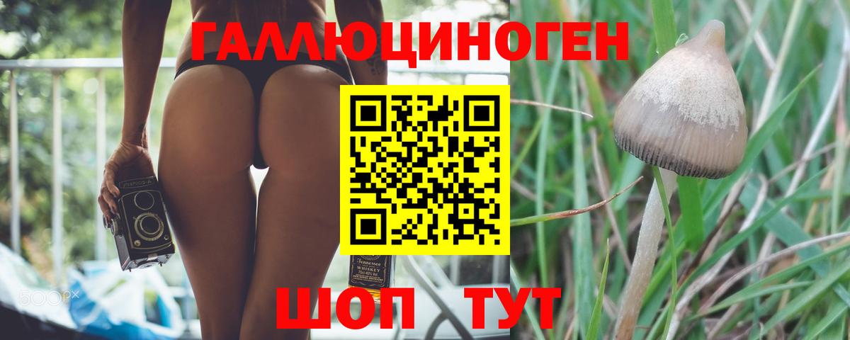 Псилоцибиновые грибы мицелий  Вход с VPN  Назрань 